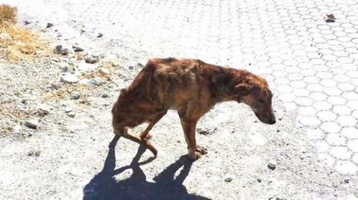 Жестокост! Куче остана със счупен гръбнак след зверски побой (СНИМКИ 18+)
