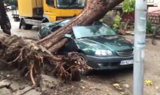 Огромно дърво смачка автомобил във Видин (ВИДЕО)