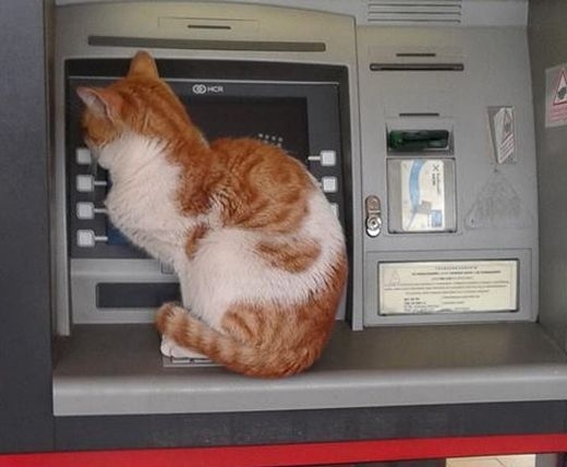 Малко коте, пари има ли? (СНИМКА)