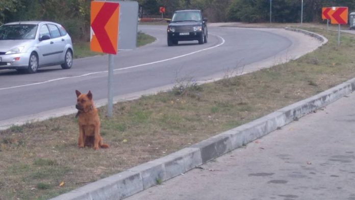 И Варна си има Хачико! Чака на Галата! Някой ще му даде ли шанс?