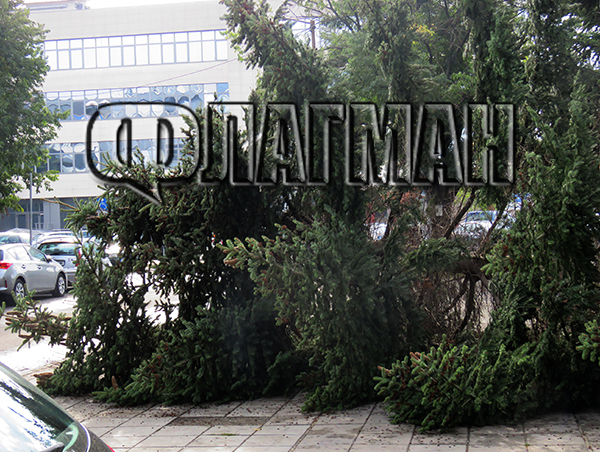 Огромно дърво се стовари върху тротоара в ж.к.“Братя Миладинови“, по чудо няма пострадали (СНИМКИ)