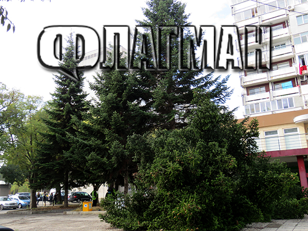 Неразвит корен причинил срутването на огромната ела край Бургаския свободен университет