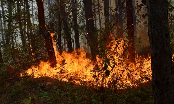 Нехаен работник изпепели хиляди декари гори в Странджа