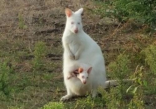 Кенгуру албинос носи късмет на Бургас, баровци наддават за уникалното животинче
