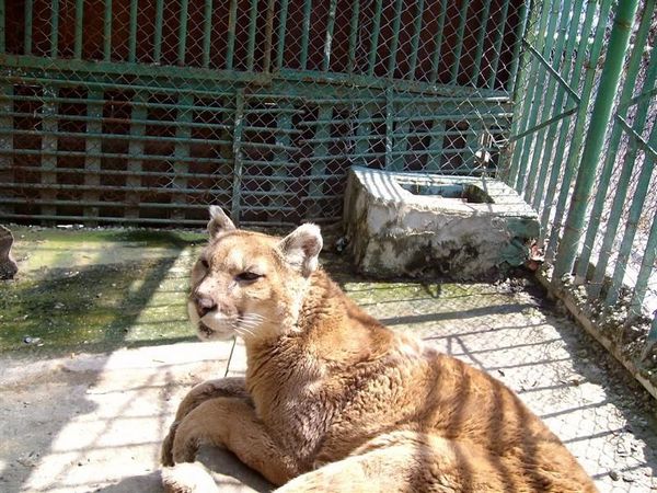 Зоопаркът в Айтос с нов лиценз, вижте как да си осиновите животно
