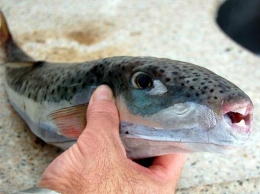 Заплаха: Уловиха риба-чудовище! Отровата й може да убие 30 души