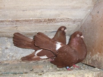 Любопитно! Богата изложба на елитни гълъби организират в “Меден рудник”