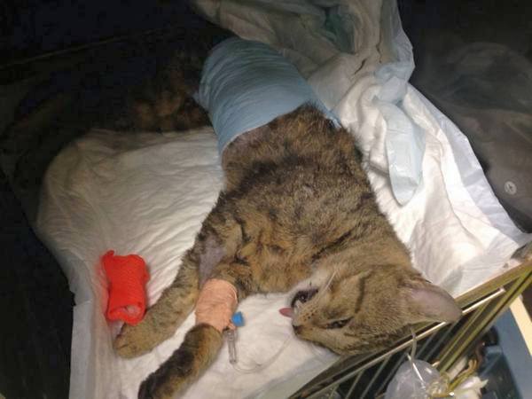 Поредно зверство в Бургаско! Изверг осакати котка с въздушна пушка