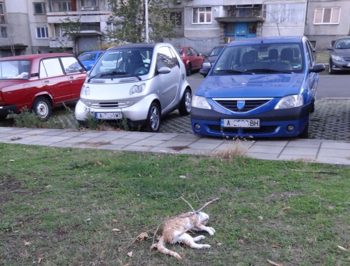 Кучешка глутница всява паника в „Меден рудник“