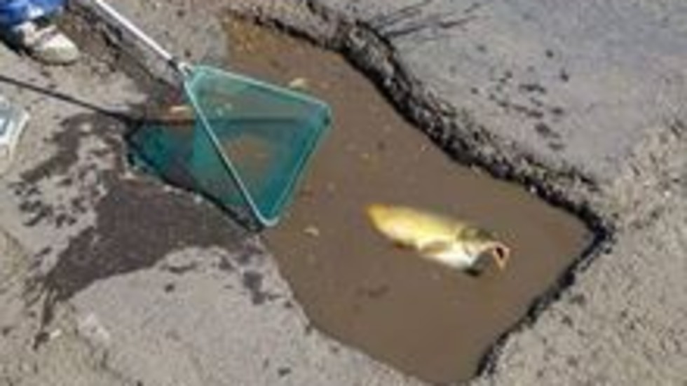 Зевзеци ловят риба от дупките на пътя