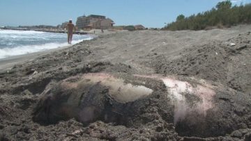 Италиански учен прави аутопсия на делфините, умрели край Бургас