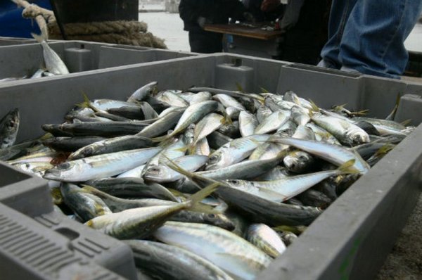 Наслука! Уловът на риба в Черно море през 2016 г. бие всички рекорди, цените падат за Никулден