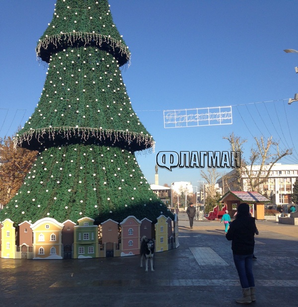 Кучето Рекс стана фотомодел, позира с гордост пред коледната елха на Бургас (СНИМКИ)