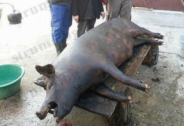 Баджанаци гътнаха 300-килограмов звяр