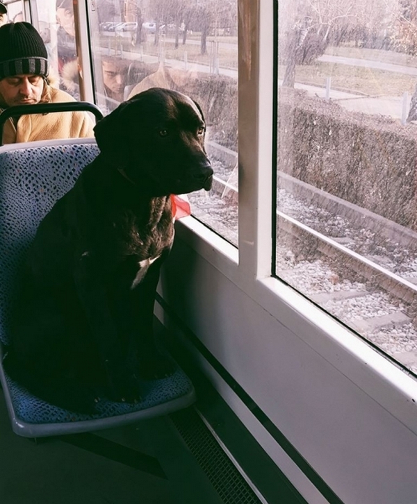 Кученце от софийски трамвай трогна социалните мрежи