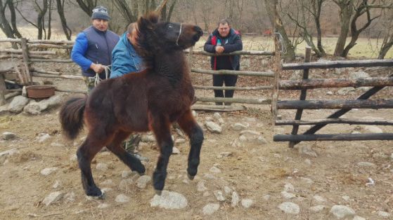 БАБХ евтаназира 4 здрави кончета, защото били без документи