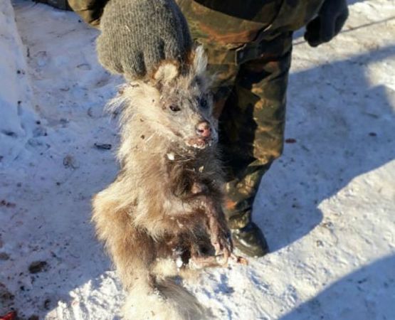 Намериха Чупакабра в руско село