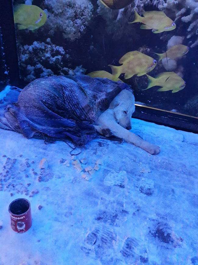 Помогнете на това куче, от часове зъзне на входа на мол „Галерия“