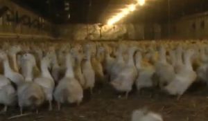 Увеличават се огнищата на птичи грип в Пловдивско