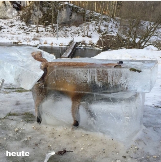 Истински ужас! Лисица се превърна в ледено блокче (СНИМКИ)