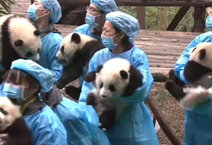 Бебета панди се снимаха в клип за Лунната нова година (ВИДЕО)