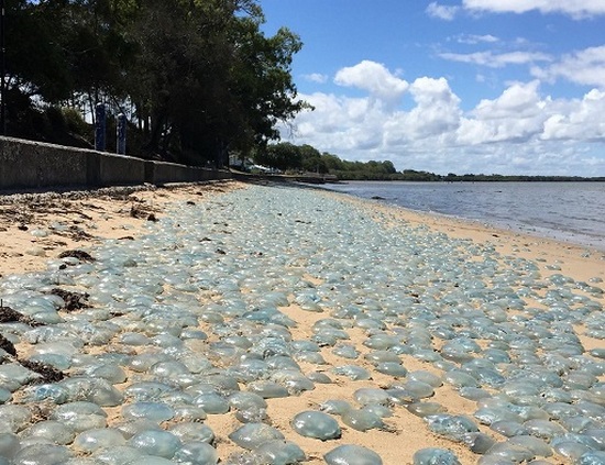 Уникално! Хиляди сини медузи покриха плаж