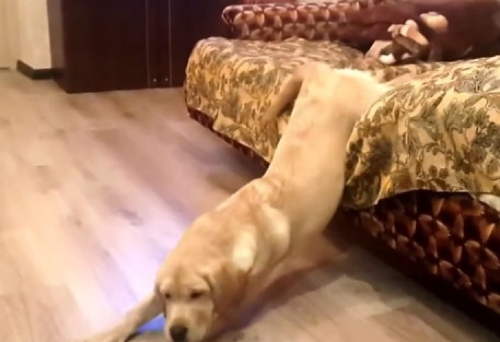 Мързеливо куче взриви мрежата от смях (ВИДЕО)