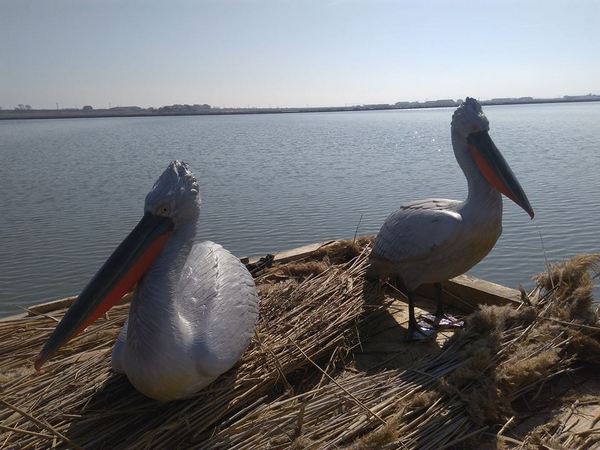Двойка макети на пеликани търсят кръстници