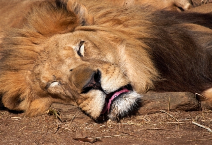 Затвориха зооопарк на ужасите, стотици животни били умрели