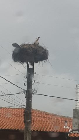 Щъркелите са в Бургас, огромно ято прелетя над Тройката