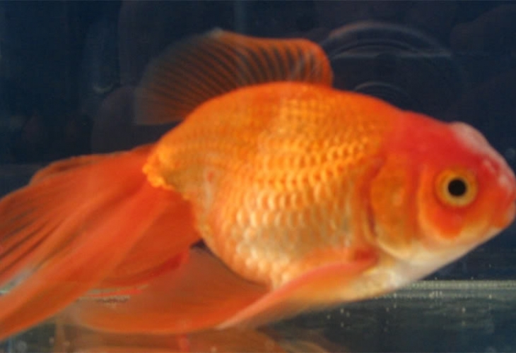 Мъж си отглежда златна рибка, тежаща цял килограм