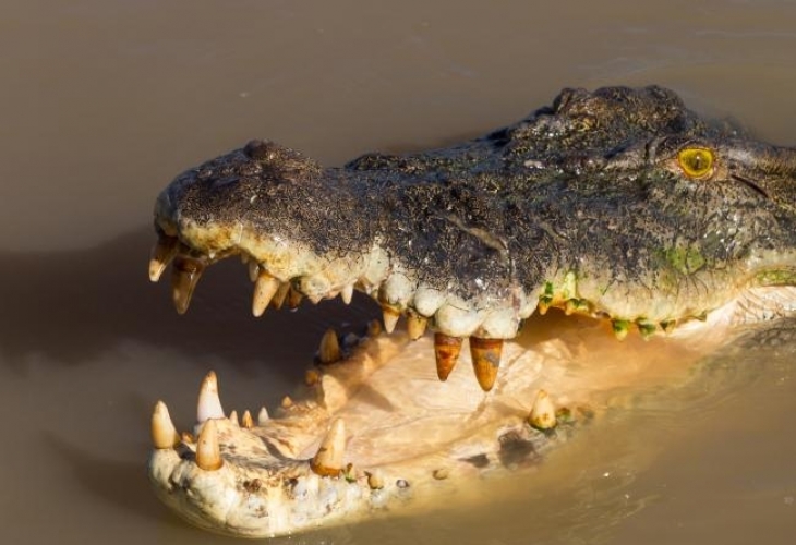 Шемет: Влюбен австралиец скочи в река, пълна с опасни крокодили, за да впечатли секси туристка (СНИМКИ)