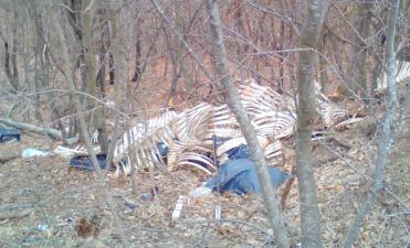 Зловеща находка: Намериха животински трупове в гората край Сунгурларе