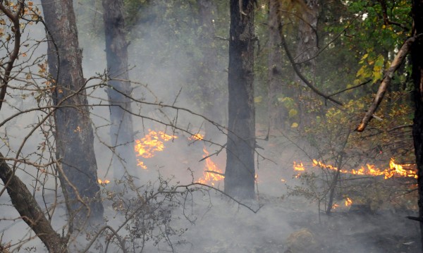 40 декара гори пламнаха край Копривщица
