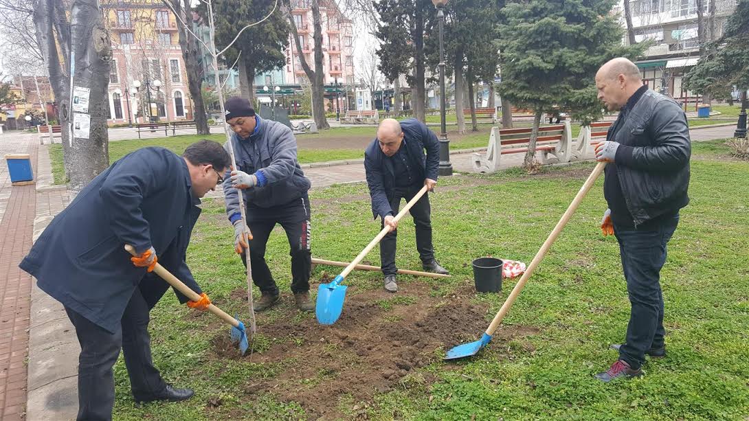 Още 19 нови дървета вече растат в центъра на Поморие