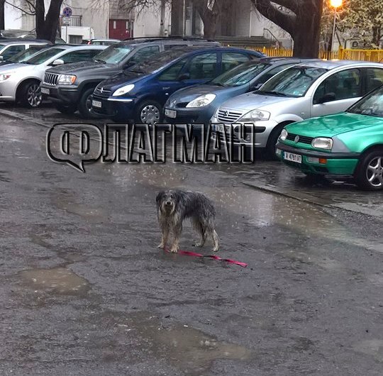Бургазлия спаси изгубено куче от дъжда, търси собствениците му (СНИМКИ)