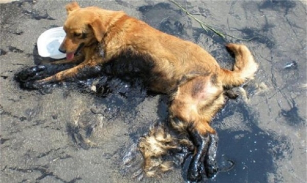 Садист заля куче с разтопен асфалт, животното е в критично състояние (снимка +18)