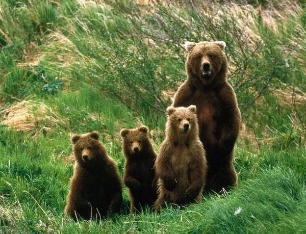 Кафявите мечки се множат, започнаха да слизат в населените места