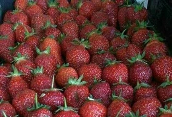 Скандално скъпите череши ще ви се видят направо без пари в сравнение с цената на тези ягоди (СНИМКА)