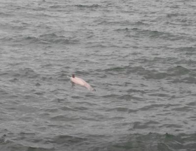 Намериха умрял делфин в морето