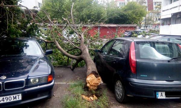 На косъм от трагедия! Силният вятър стовари огромно дърво върху коли в ж.к. "Лазур" (СНИМКИ)