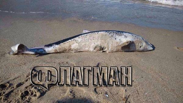 Откриха мъртъв делфин на плажа в Крайморие (СНИМКИ)