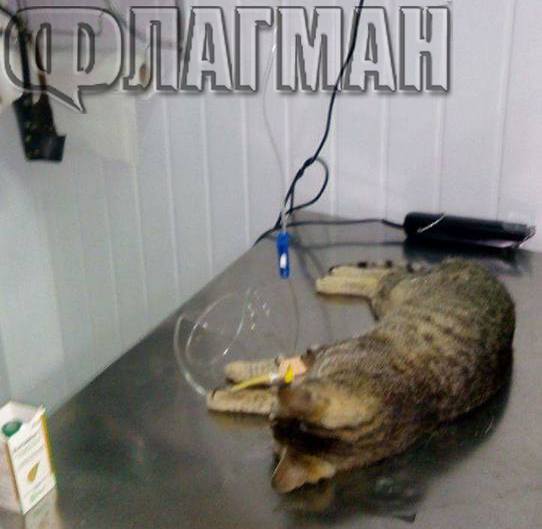 Организация алармира: Изрод трови котките в бургаския ж.к."Лазур", ето какво им причини (ВИДЕО)