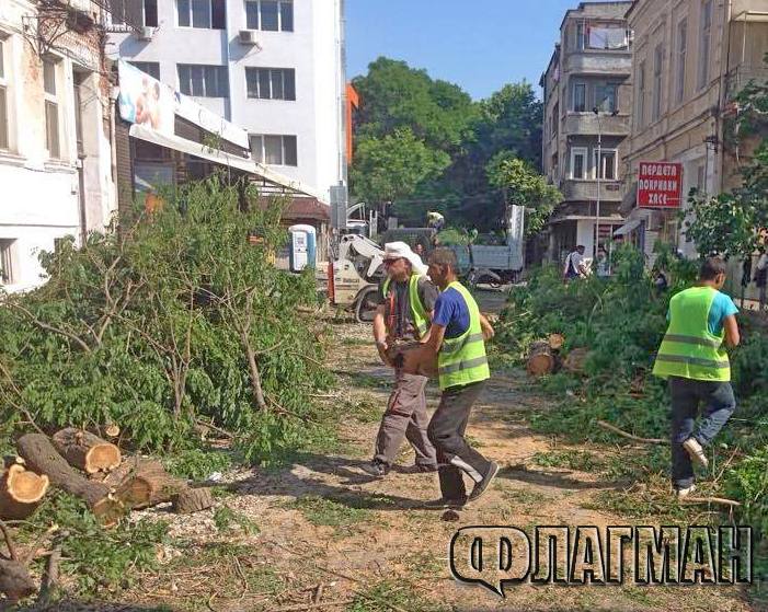 Защо секат дърветата на ул.”Патриарх Евтимий” в Бургас