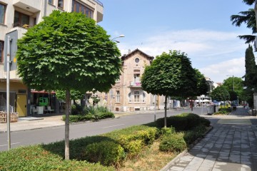 Трябва ли да се подменят "старите дървета" по улиците на Бургас?