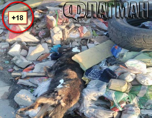 Циганин си изхвърли мъртвото куче край училище в Бургас! Има ли опасност от епидемия?