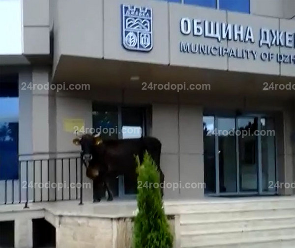 Джебелчанин влезе в Общината, върза кравата на входа на сградата