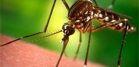 Ето кога ще пръскат срещу комари в Бургас