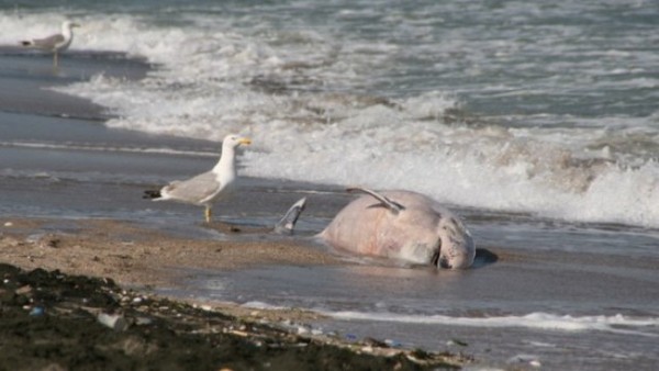 Мъртви делфини на Черноморието и това лято