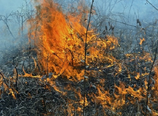 Незагасен фас унищожи 55 декара нива и запали гората край карнобатското село Добриново (ОБНОВЕНА)